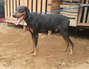 1+ year Male Purebred Doberman Pinscher