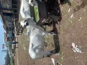 Big Healthy and Flesh Cows