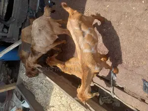 Healhty Live Hausa Goat Meat