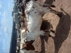 Big Healthy Owambe Cow