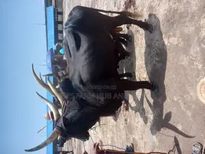 Giant Heavy and Healthy Cows