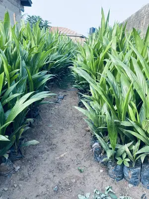 Hybrid Tenera Oil Palm Seedlings