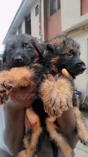 1-3 months Female Purebred German Shepherd