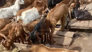 Healthy Northern Goat Meat