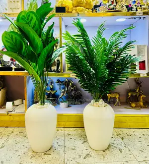 Potted Plants - Banana Palm