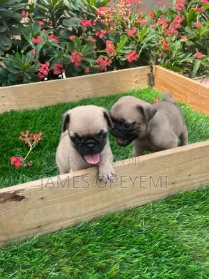 1-3 months Female Purebred Pug