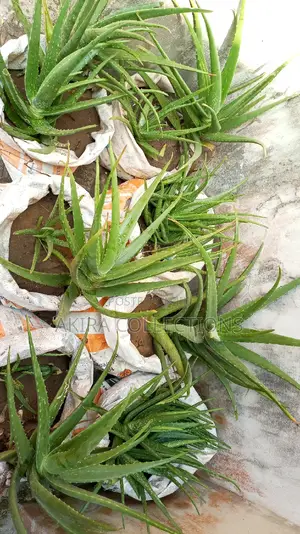 Aloe Vera Plant for Sale