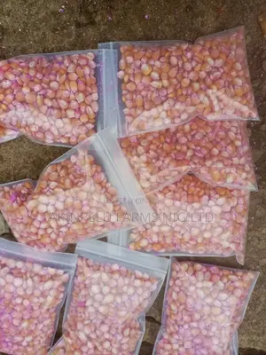 Hybrid Maize Seed for Planting