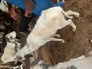Big Rams Agbo