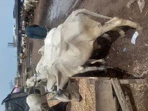 Very Healthy and Fleshy Cows