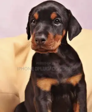 6-12 months Female Purebred Doberman Pinscher
