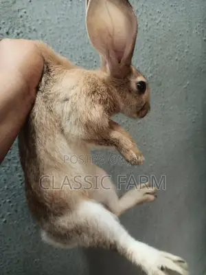 English Rabbit