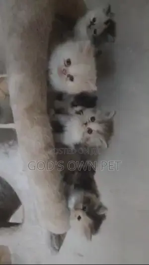 0-1 month Female Purebred Persian