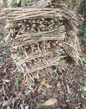 Cassava Stem TME419 Species
