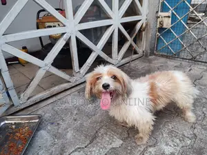 1+ year Male Purebred Lhasa Apso