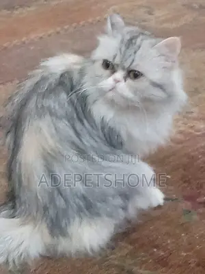3-6 months Female Purebred Persian