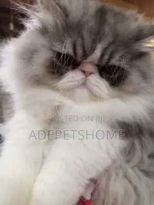 3-6 months Female Purebred Persian