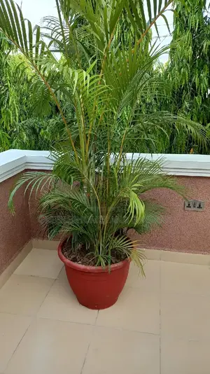 Pot and Palm