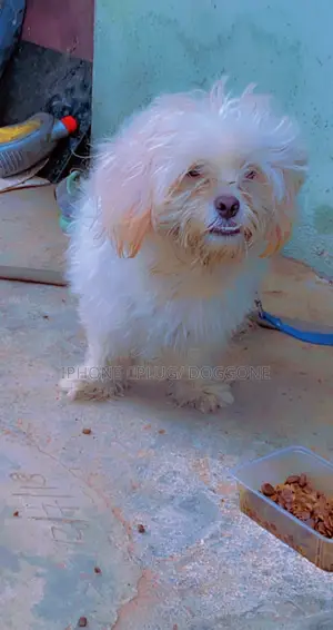 1+ year Male Purebred Lhasa Apso