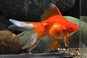 Gold Fish Oranda