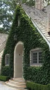 Neatly Fitted Wall Creeping Grass for Sale