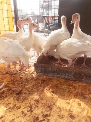 Imported Turkey and Brelia Available for Sale
