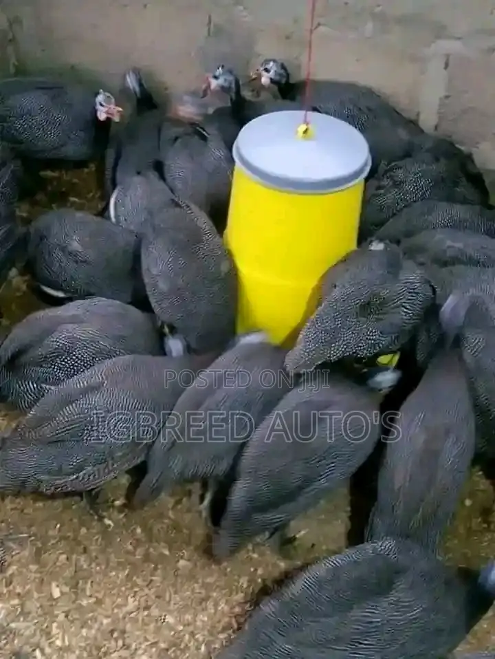 4weeks Well Vaccinated Broilers, Turkey Available for a Deal