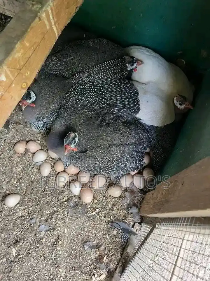 4weeks Well Vaccinated Broilers, Turkey Available for a Deal