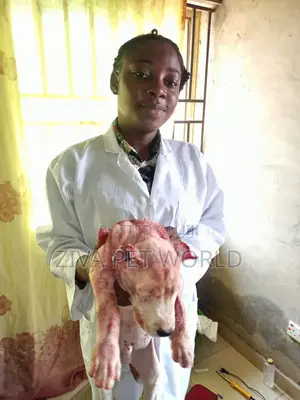 Veterinary Practitioner for Your Pets