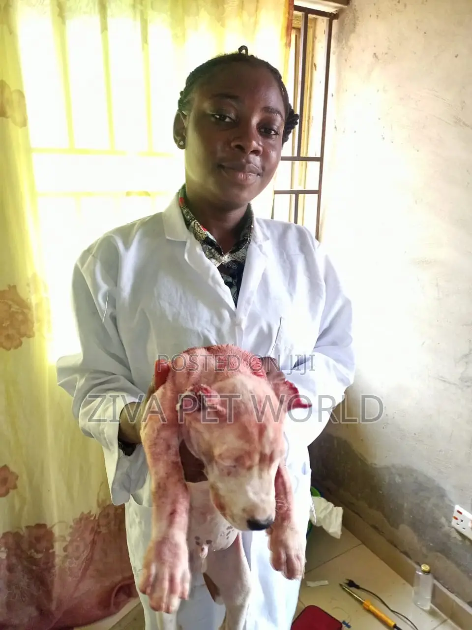 Veterinary Practitioner for Your Pets