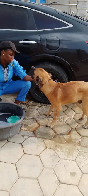 Veterinary Practitioner for Your Pets