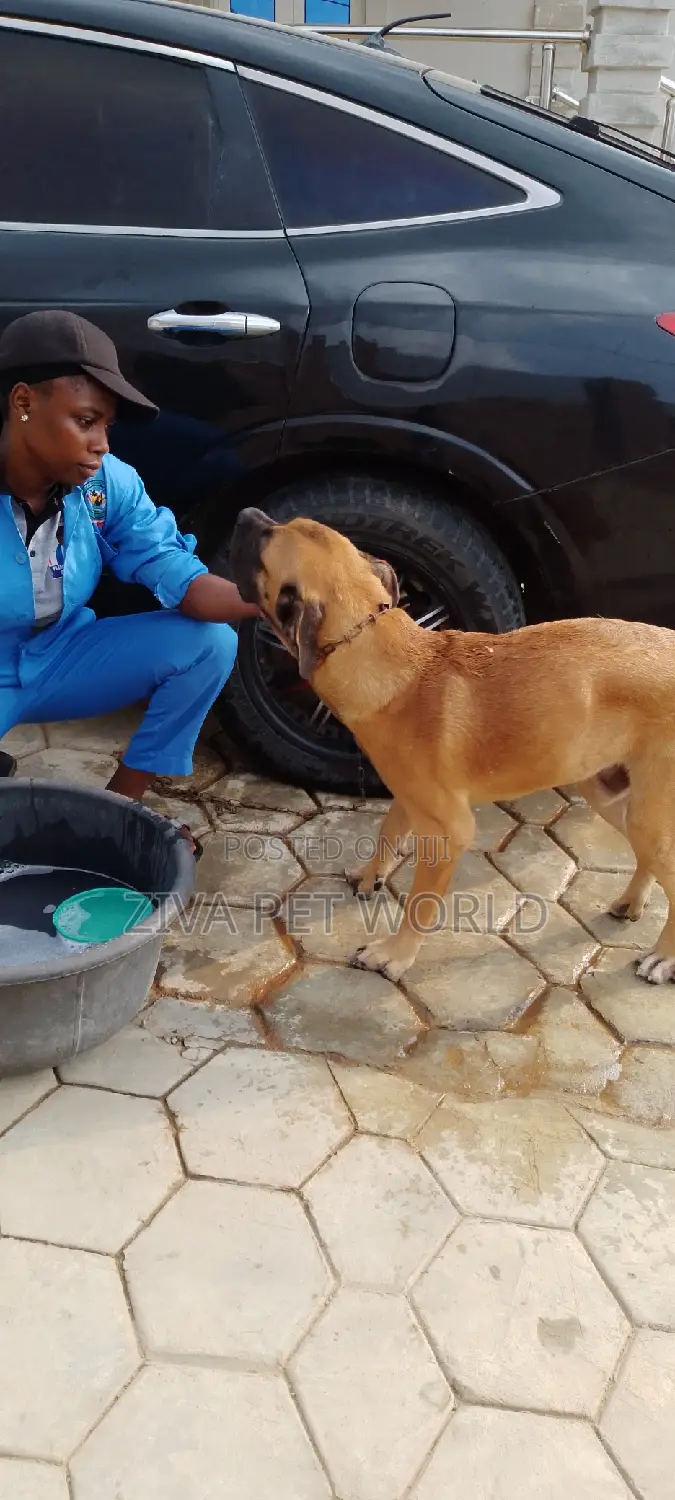 Veterinary Practitioner for Your Pets