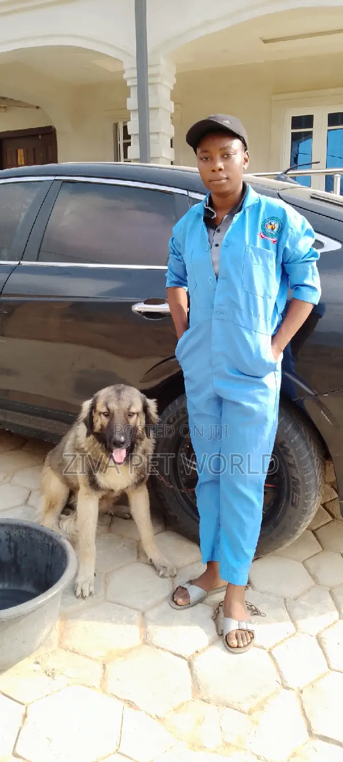 Veterinary Practitioner for Your Pets