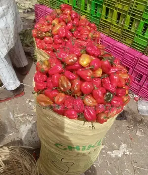 Red (Rodo) Pepper