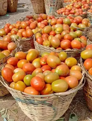 Utc Tomatoes