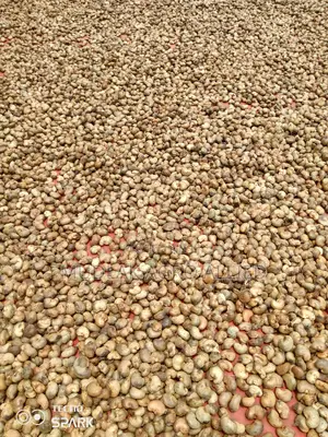 Cashew Nuts, Soyabeans,Maize,Cocoa, Shea Nuts, Sesame Seed,Etc.