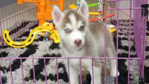 1-3 months Male Purebred Siberian Husky