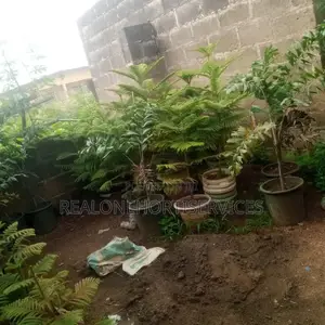 Aurecaria Plant for Avenues, Hotels, Luxury Building