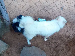 1-3 months Female Purebred American Eskimo
