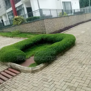 Live Flower Plant for Hedges, Screens, Topiary ; Hotel, Estate, School