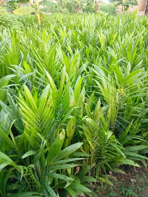 Super Gen Oil Palm Seedlings