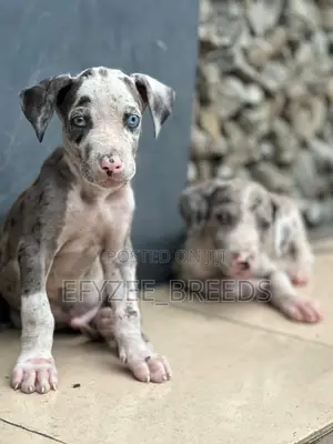 1-3 months Male Purebred Great Dane