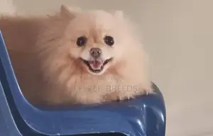 6-12 months Female Purebred Pomeranian