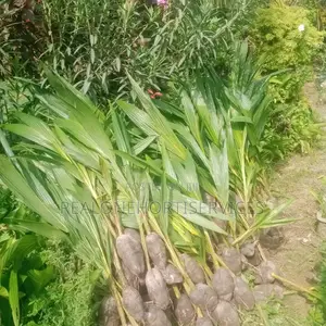 Hybrid Coconut Seedlings for Commercial Farming