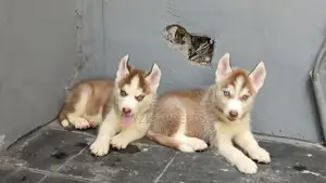 1-3 months Male Purebred Siberian Husky
