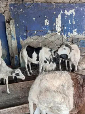Ileya Big Goat