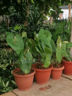 Natural Plants for Sale(Indoor and Outdoor Plants)