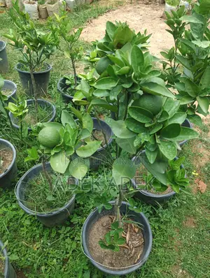 Hybrid Oranges, Lemons, Grapefruit, Tangerine Etc