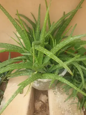 Aloe Vera Plant and Seedlings