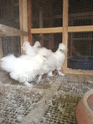 Pure Breed Brahma and Silkie Chickens